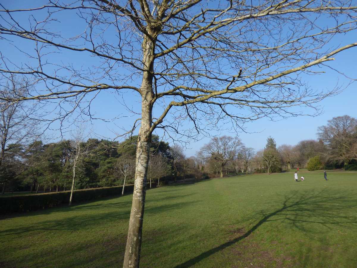 Spring has sprung at Kings Heath Park (March 2021)